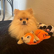 Sushi participe au concours pour gagner de l'argent avec cette photo : animal, black_cushion, cow_plush, cozy, cute, dog, floor, fluffy, fur, home, indoor, orange, pet, plush_toy, pomeranian, sitting, small_dog, stuffed_animal, toy, wall