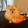 animal, black_cushion, cow_plush, cozy, cute, dog, floor, fluffy, fur, home, indoor, orange, pet, plush_toy, pomeranian, sitting, small_dog, stuffed_animal, toy, wall