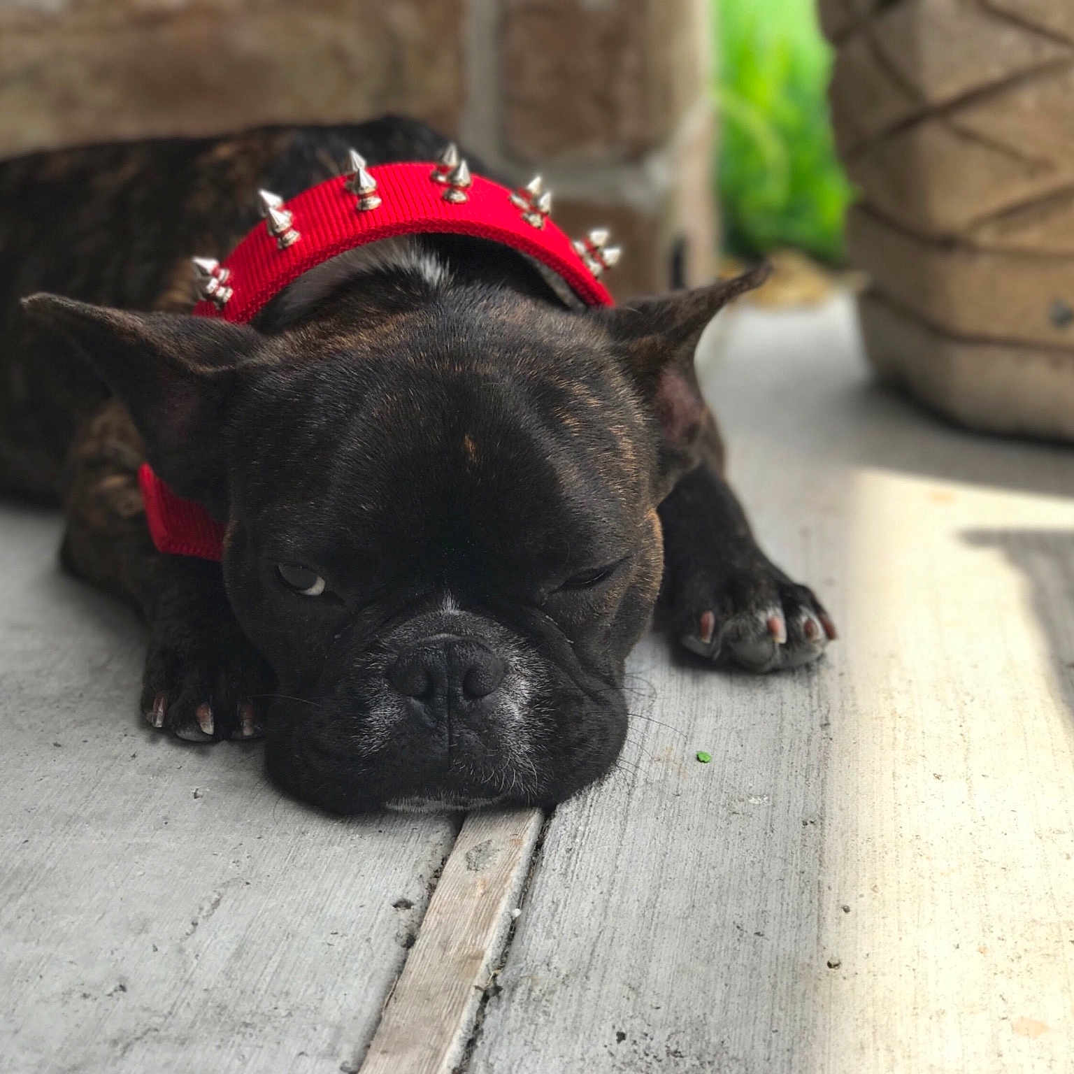 Chato joined the competition — help win amazing prizes! bulldog, canidae, carnivore, companion_dog, dog, dog_breed, fawn, french_bulldog, mammal, molosser, non_sporting_group, puppy, rare_breed_dog, snout, sporting_group, toy_bulldog, vertebrate