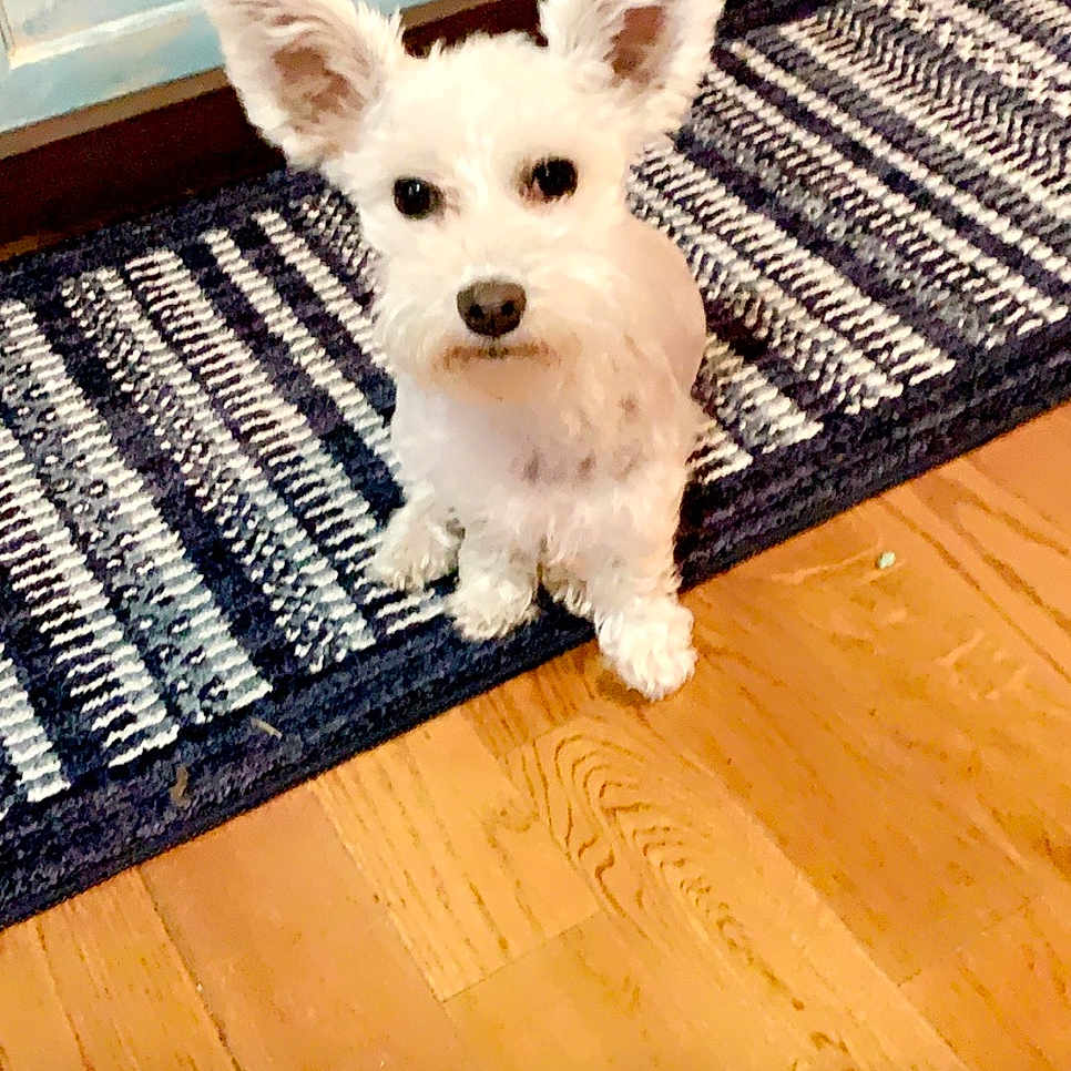 Tucker Jean is registered to the contest to win money with this photo: animal, cabinet, companion, curious, cute, dog, domestic, ears, floor, fur, home, indoor, looking, perky_ears, pet, rug, sitting, small_dog, white, wooden_floor