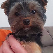 Tomy a rejoint le concours — aidez-le/la à gagner de superbes lots ! accessories, affenpinscher, animal, bodypart, canine, couch, dog, face, furniture, head, jewelry, person, pet, photography, poodle, portrait, puppy, ring, terrier, wristwatch