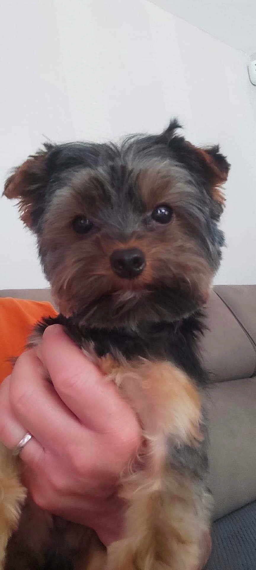Tomy