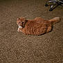 Red joined the competition — help win amazing prizes! animal, brown_carpet, carpet, cat, chair, curious, domestic_cat, feline, floor, fluffy, furniture, home, indoor, looking, orange_cat, pet, pet_supplies, relaxed, tail, whiskers
