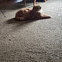 Red is registered to the contest to win money with this photo: calm, carpet, cat, chair, cozy, domestic_animal, floor, fluffy, furniture, home, indoor, light, orange_cat, pet, quiet, relaxing, resting, shadow, sunlight, wooden_chair