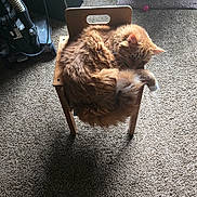 Red is registered to the contest to win money with this photo: animal, carpet, cat, chair, cozy, curled_up, domestic_cat, feline, fluffy, fur, household, indoor, orange_cat, pet, relaxed, resting, sleeping_cat, small_furniture, tail, wooden_chair