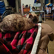 Monkey joined the competition — help win amazing prizes! animal, blanket, brown, carpet, cat, chair, clothing, cozy, domestic, furniture, household, indoor, pattern, pet, plaid, red, resting, room, table, wheelchair