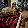 animal, blanket, brown, carpet, cat, chair, clothing, cozy, domestic, furniture, household, indoor, pattern, pet, plaid, red, resting, room, table, wheelchair