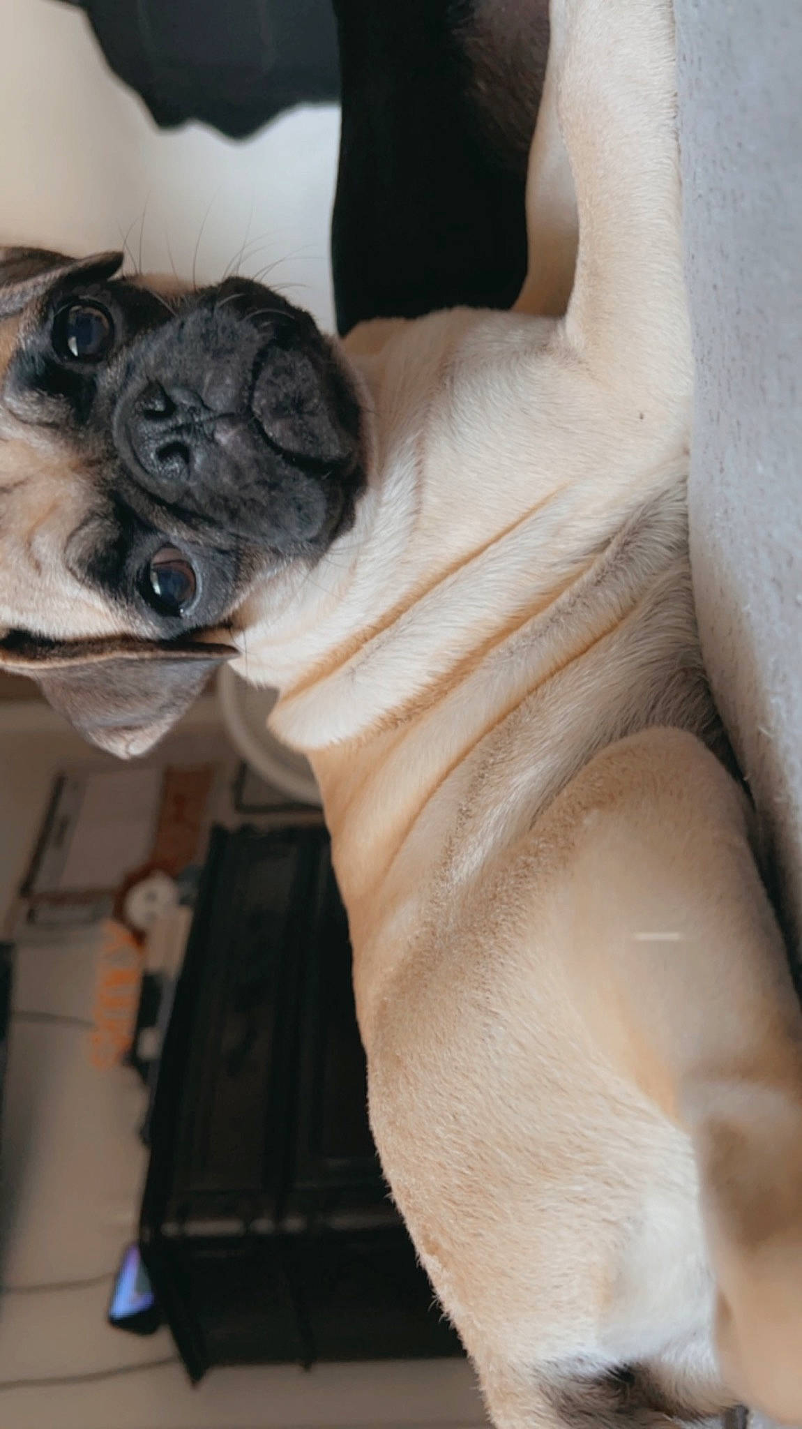 Penelope joined the competition — help win amazing prizes! carnivore, chest, companion_dog, dog, dog_breed, elbow, fawn, fur, gesture, hat, jaw, personal_protective_equipment, pug, sleeve, snout, sporting_group, toy_dog, working_animal, wrinkle, wrist