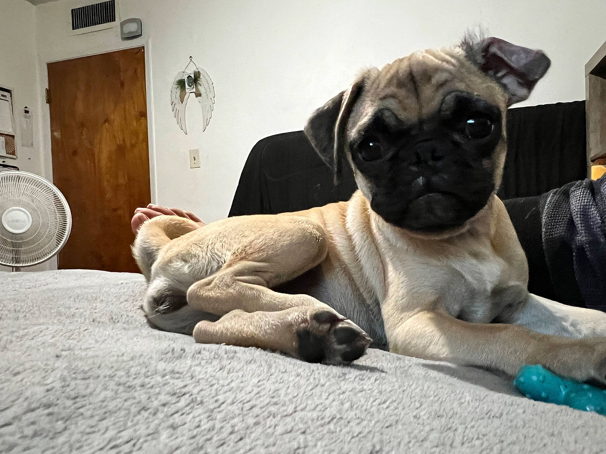 Penelope joined the competition — help win amazing prizes! ancient_dog_breeds, canidae, carnivore, comfort, companion_dog, dog, dog_breed, fawn, mechanical_fan, non_sporting_group, paw, pug, puppy, snout, sporting_group, terrestrial_animal, toy_dog, whiskers, working_animal, wrinkle
