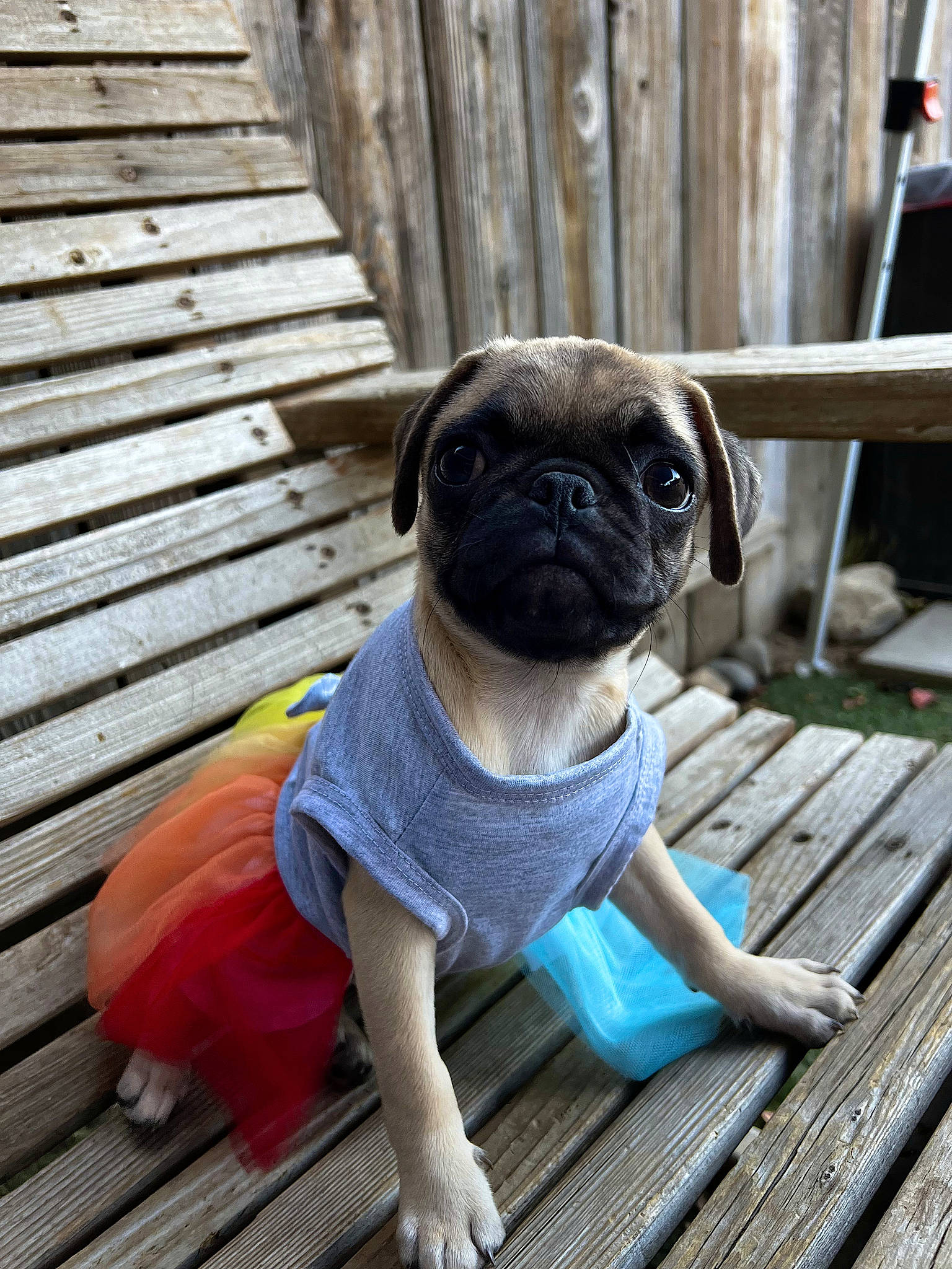 Penelope is registered to the contest to win money with this photo: canidae, carnivore, collar, companion_dog, dog, dog_breed, dog_clothes, dog_supply, electric_blue, fawn, flooring, mammal, pet_supply, pug, snout, toy_dog, vertebrate, wood, working_animal, wrinkle
