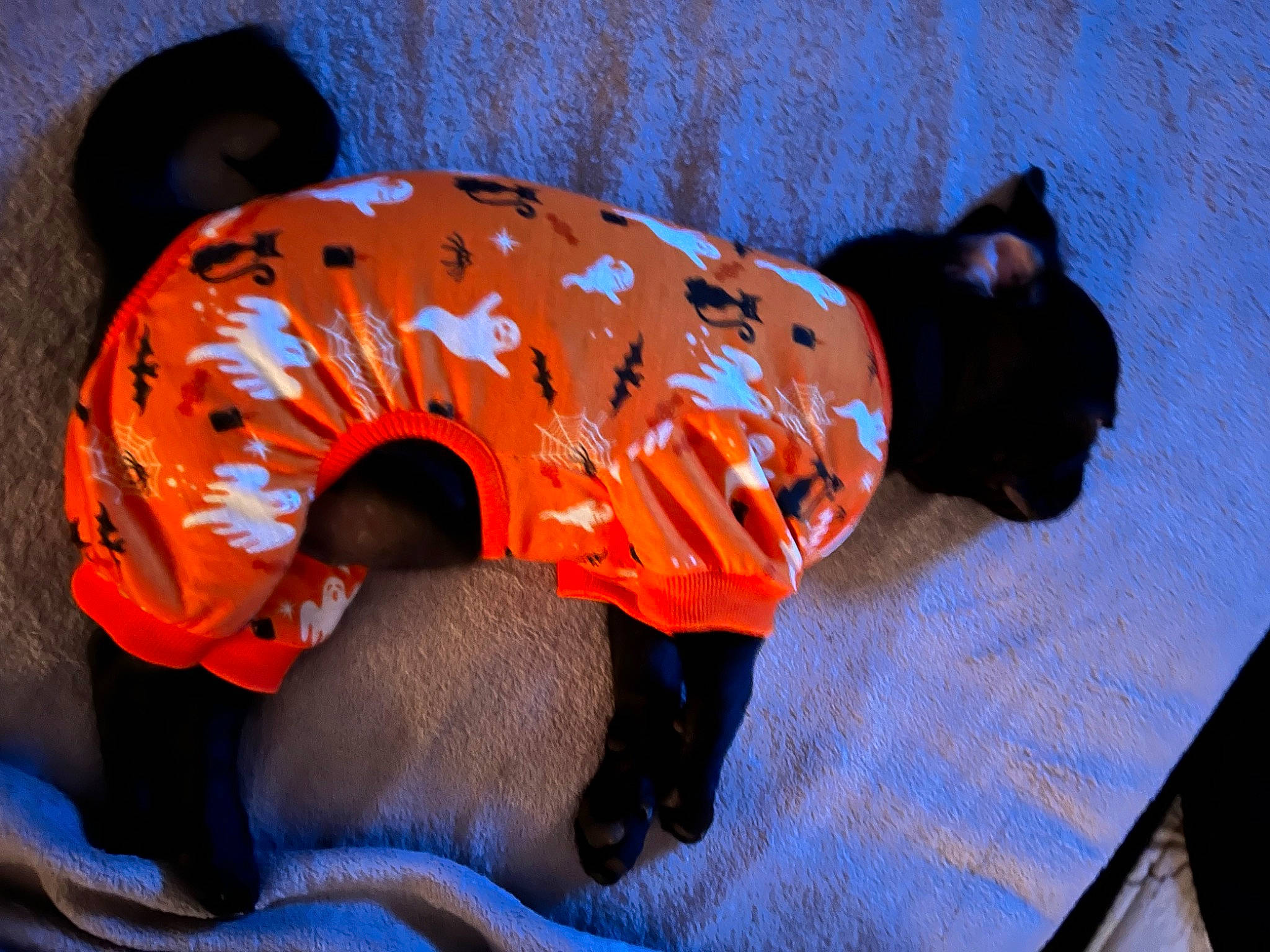 Winston is registered to the contest to win money with this photo: canidae, carnivore, collar, companion_dog, dog, dog_breed, dog_clothes, dog_supply, fawn, fur, leash, orange, personal_protective_equipment, pet_supply, sleeve, snout, sporting_group, tail, toy, working_animal