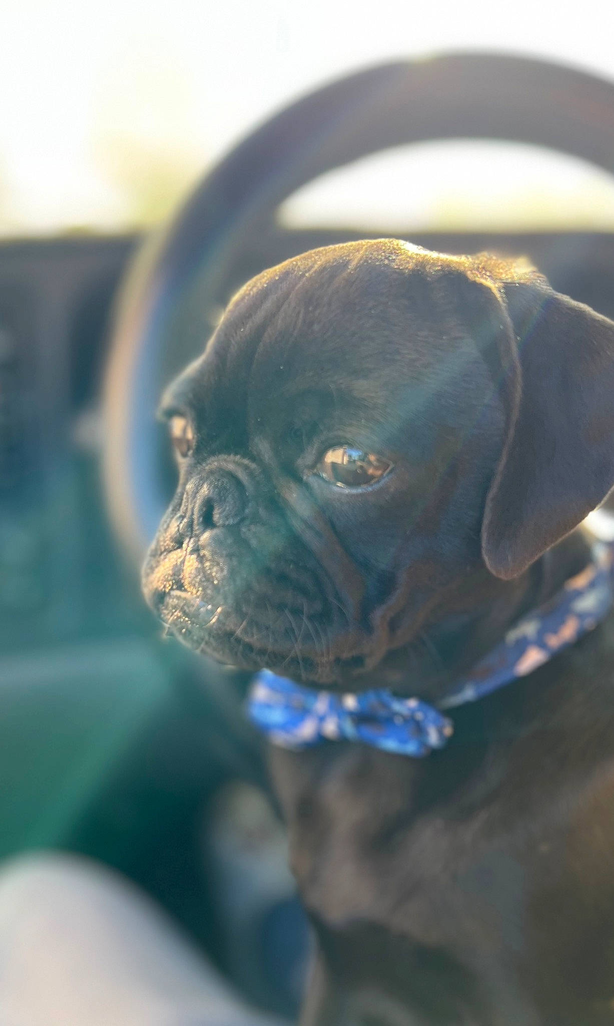 Winston joined the competition — help win amazing prizes! canidae, carnivore, club_chair, collar, companion_dog, dog, dog_breed, dog_collar, ear, electric_blue, fawn, pet_supply, pug, snout, sporting_group, terrestrial_animal, toy_dog, whiskers, working_animal, wrinkle