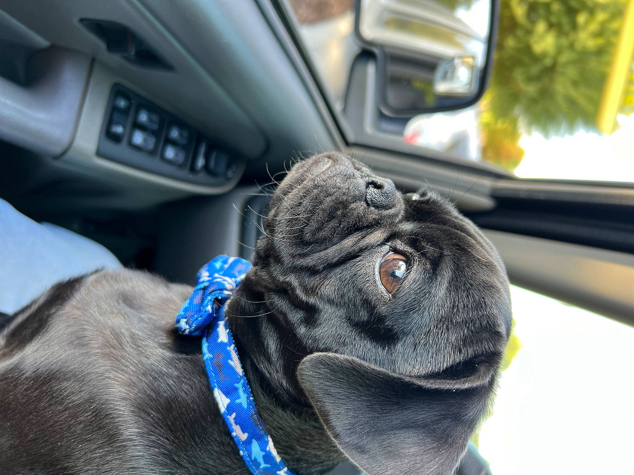 Winston is registered to the contest to win money with this photo: auto_part, automotive_design, automotive_exterior, car, car_seat, car_seat_cover, comfort, dog, electric_blue, family_car, head_restraint, light, mirror, motor_vehicle, personal_luxury_car, steering_part, steering_wheel, vehicle, vehicle_door, white