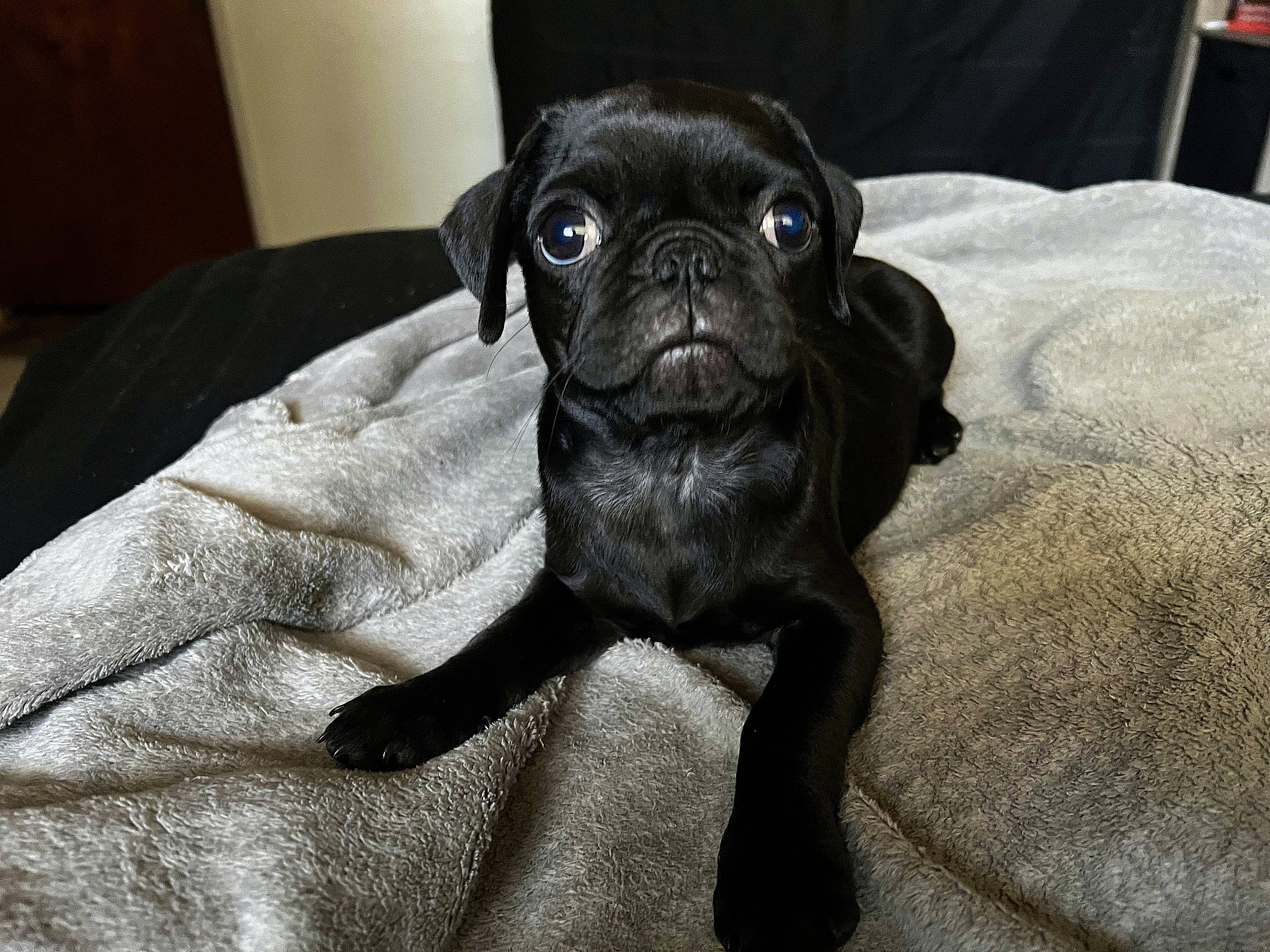 Winston joined the competition — help win amazing prizes! canidae, carnivore, comfort, companion_dog, dog, dog_breed, fawn, fur, grey, guard_dog, liver, molosser, pug, snout, sporting_group, terrestrial_animal, toy_dog, whiskers, working_animal, wrinkle