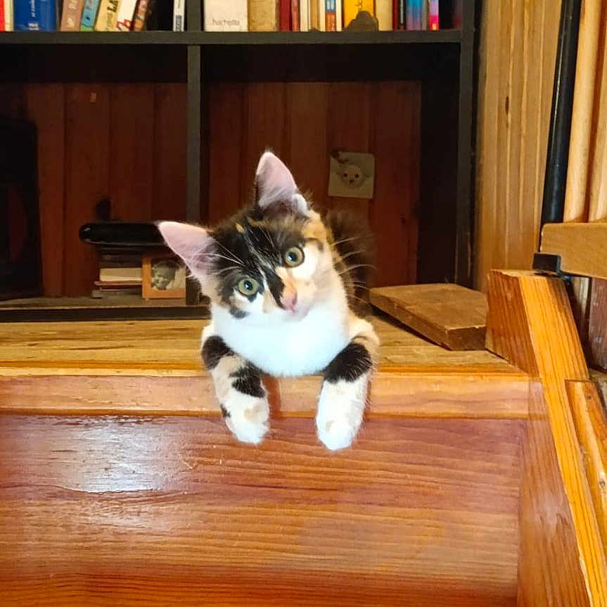 Choupette a rejoint le concours — aidez-le/la à gagner de superbes lots ! animal, architecture, book, bookcase, building, cat, drawer, furniture, hardwood, house, housing, indoors, interiordesign, pet, plywood, publication, shelf, stainedwood, staircase, wood