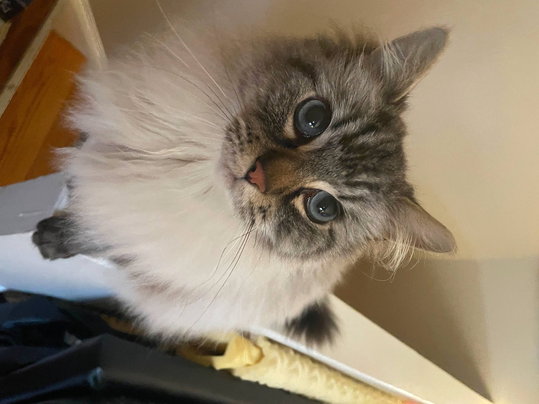 Jerry joined the competition — help win amazing prizes! british_longhair, carnivore, cat, domestic_short_haired_cat, eye, felidae, fur, hardwood, small_to_medium_sized_cats, whiskers, window, wood, wood_stain