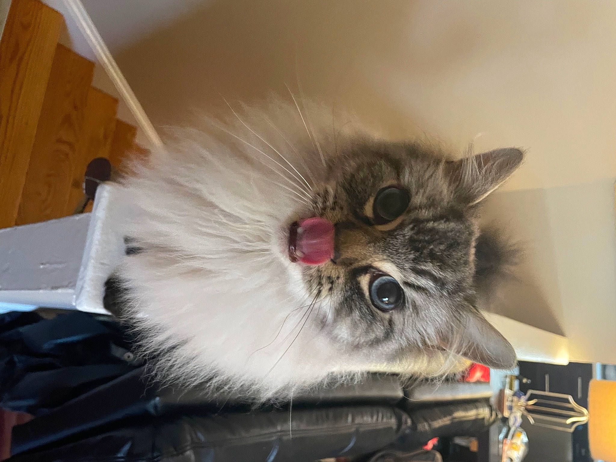 Jerry is registered to the contest to win money with this photo: box, british_longhair, carnivore, cat, claw, felidae, fruit, fur, paw, persian, plant, small_to_medium_sized_cats, snout, tail, whiskers