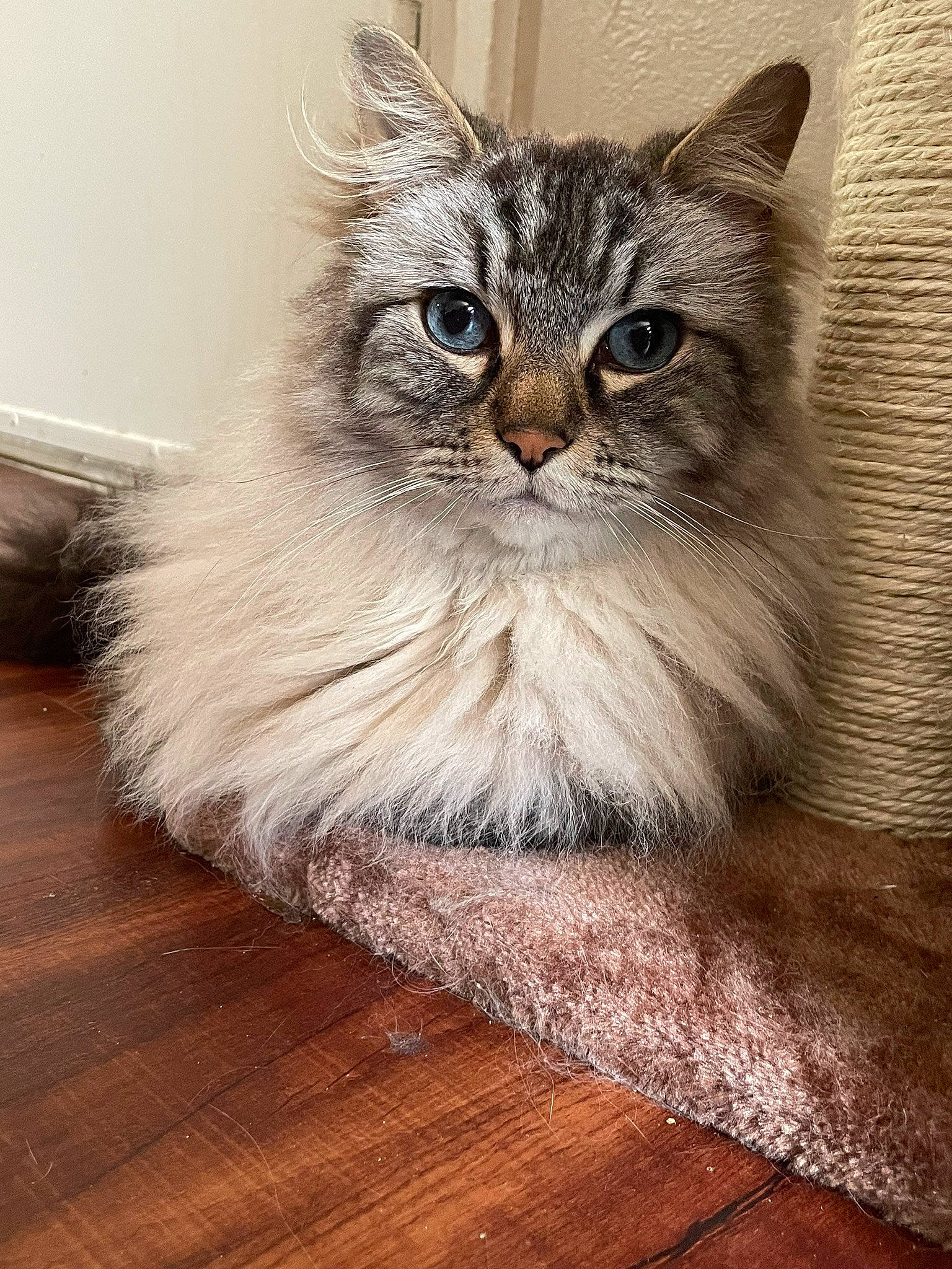 Jerry is registered to the contest to win money with this photo: box, british_longhair, carnivore, cat, domestic_short_haired_cat, fawn, felidae, flooring, fur, hardwood, laminate_flooring, plank, small_to_medium_sized_cats, snout, terrestrial_animal, varnish, whiskers, wood, wood_flooring, wood_stain