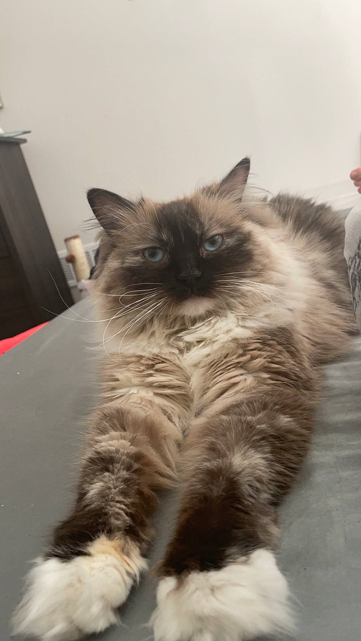Sheri-moon joined the competition — help win amazing prizes! birman, british_longhair, carnivore, cat, claw, comfort, fawn, felidae, fur, grey, hat, paw, ragdoll, sitting, small_to_medium_sized_cats, snout, tail, terrestrial_animal, whiskers