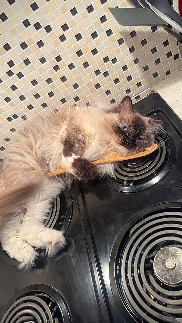 Sheri-moon is registered to the contest to win money with this photo: audio_equipment, automotive_design, automotive_tire, carnivore, cat, circle, claw, comfort, cooktop, fawn, felidae, fur, gas, hood, paw, rim, siamese, small_to_medium_sized_cats, tail, whiskers