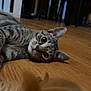 abyssinian, animal, architecture, building, cat, couch, furniture, hardwood, indoors, interiordesign, kitten, livingroom, manx, pet, plywood, room, stainedwood, wood