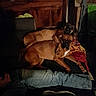Nicky a rejoint le concours — aidez-le/la à gagner de superbes lots ! dog, couch, indoor, wooden_cabinet, legs, jeans, footwear, paw, snuggling, brown_dog, black_dog, dim_lighting, furniture, blanket, relaxing, pet, companion, cozy, resting, household