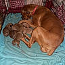Nicky a rejoint le concours — aidez-le/la à gagner de superbes lots ! dog, puppies, crate, blanket, brown_dog, newborn_puppies, animal, pet, mammal, canine, resting, mother, family, indoor, cage, fur, sleeping, cute, young, together