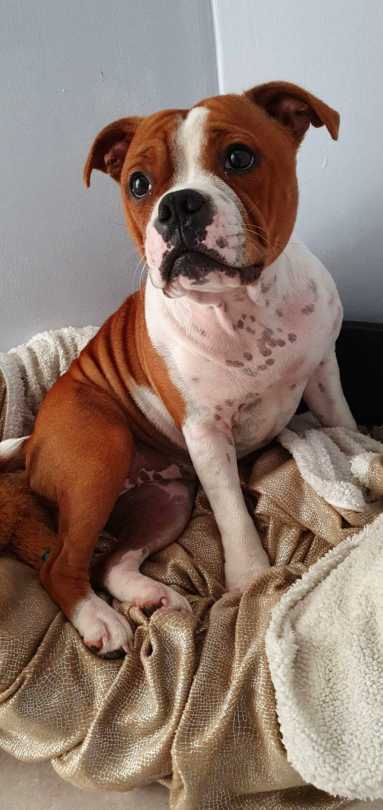 Rio participe au concours pour gagner de l'argent avec cette photo : american_bulldog, american_staffordshire_terrier, australian_bulldog, bulldog, canidae, carnivore, companion_dog, dog, dog_breed, fawn, mammal, non_sporting_group, old_english_bulldog, olde_english_bulldogge, rare_breed_dog, snout, staffordshire_bull_terrier, toy_bulldog, valley_bulldog, vertebrate