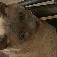 Bosco joined the competition — help win amazing prizes! cat, close_up, tongue_out, blue_eyes, fur, pet, animal, whiskers, ear, indoor, feline, cute, playful, mammal, looking, face, nose, domestic_animal, portrait, resting