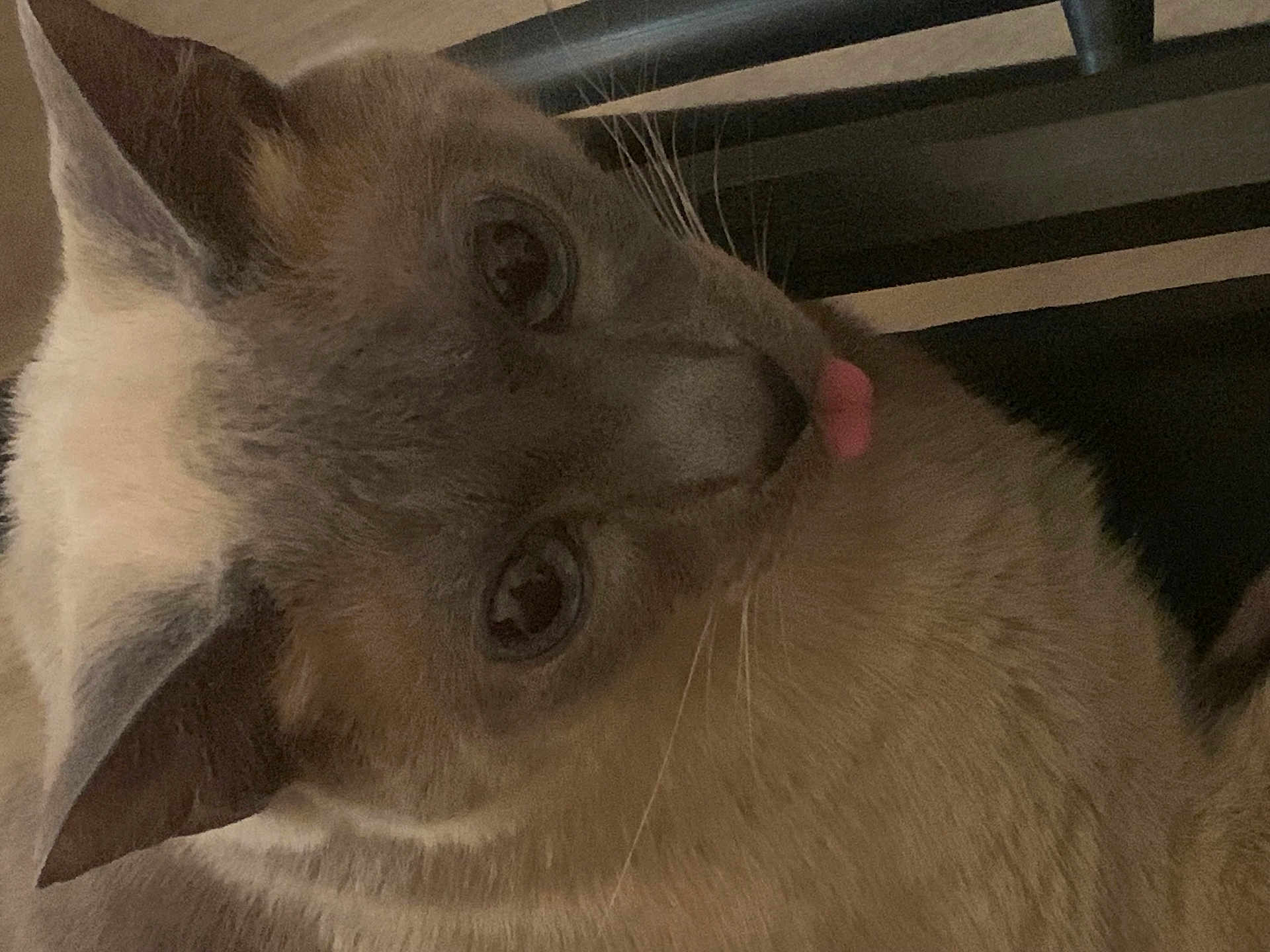 Bosco joined the competition — help win amazing prizes! cat, close_up, tongue_out, blue_eyes, fur, pet, animal, whiskers, ear, indoor, feline, cute, playful, mammal, looking, face, nose, domestic_animal, portrait, resting