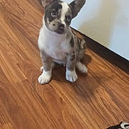 Gizmo joined the competition — help win amazing prizes! arm, attention, brown_floor, curious, cute, dog, domestic, flooring, indoor, person, pet, puppy, sitting, slippers, small_dog, spotted, training, white_wall, wooden_floor, young_dog