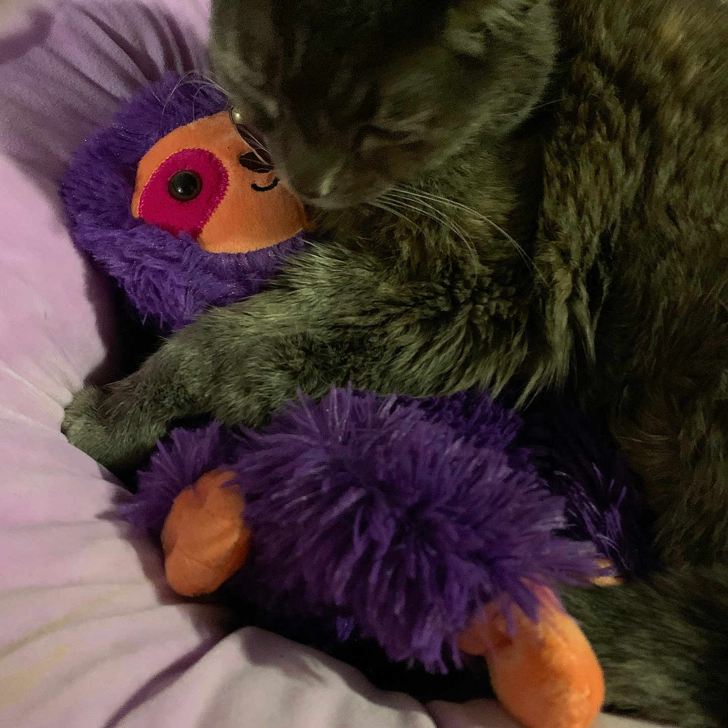 Princess is registered to the contest to win money with this photo: animal, bed, cat, closeup, comfort, cozy, cushion, cute, domestic, fur, indoor, orange, pet, plush_toy, purple, resting, sleeping, soft, stuffed_toy, tabby_cat