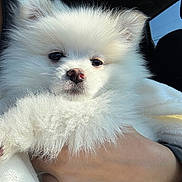 Willa joined the competition — help win amazing prizes! dog, puppy, white_fur, fluffy, small_dog, cute, pet, animal, portrait, close_up, face, eyes, nose, whiskers, long_fur, being_held, human_arm, car_interior, soft_lighting, adorable