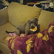 Myla joined the competition — help win amazing prizes! dog, couch, blanket, food, sandwich, indoor, pet, animal, brown, purple, fabric, comfort, relaxation, human, foot, living_room, furniture, snack, cute, companion