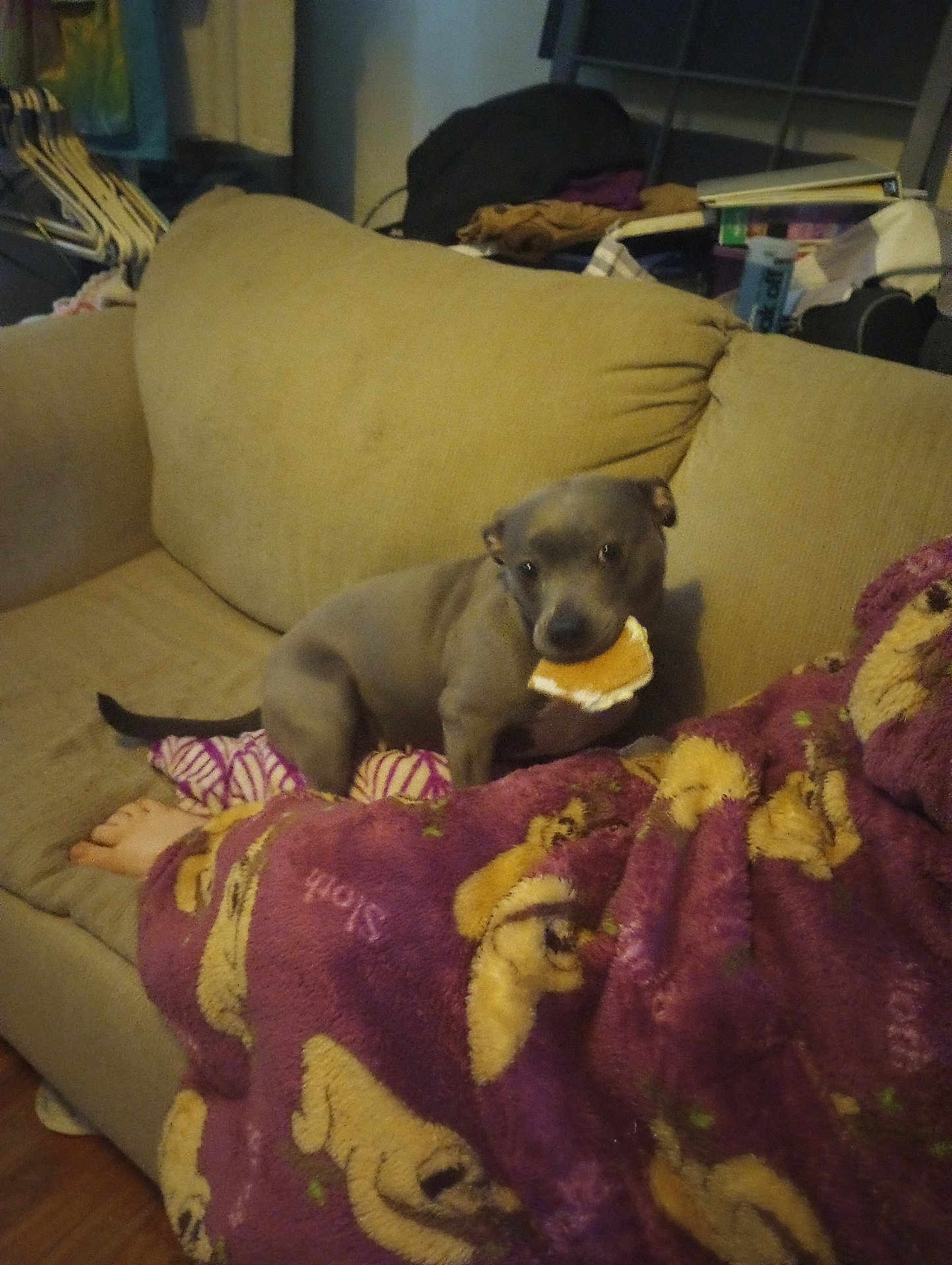 Myla joined the competition — help win amazing prizes! dog, couch, blanket, food, sandwich, indoor, pet, animal, brown, purple, fabric, comfort, relaxation, human, foot, living_room, furniture, snack, cute, companion