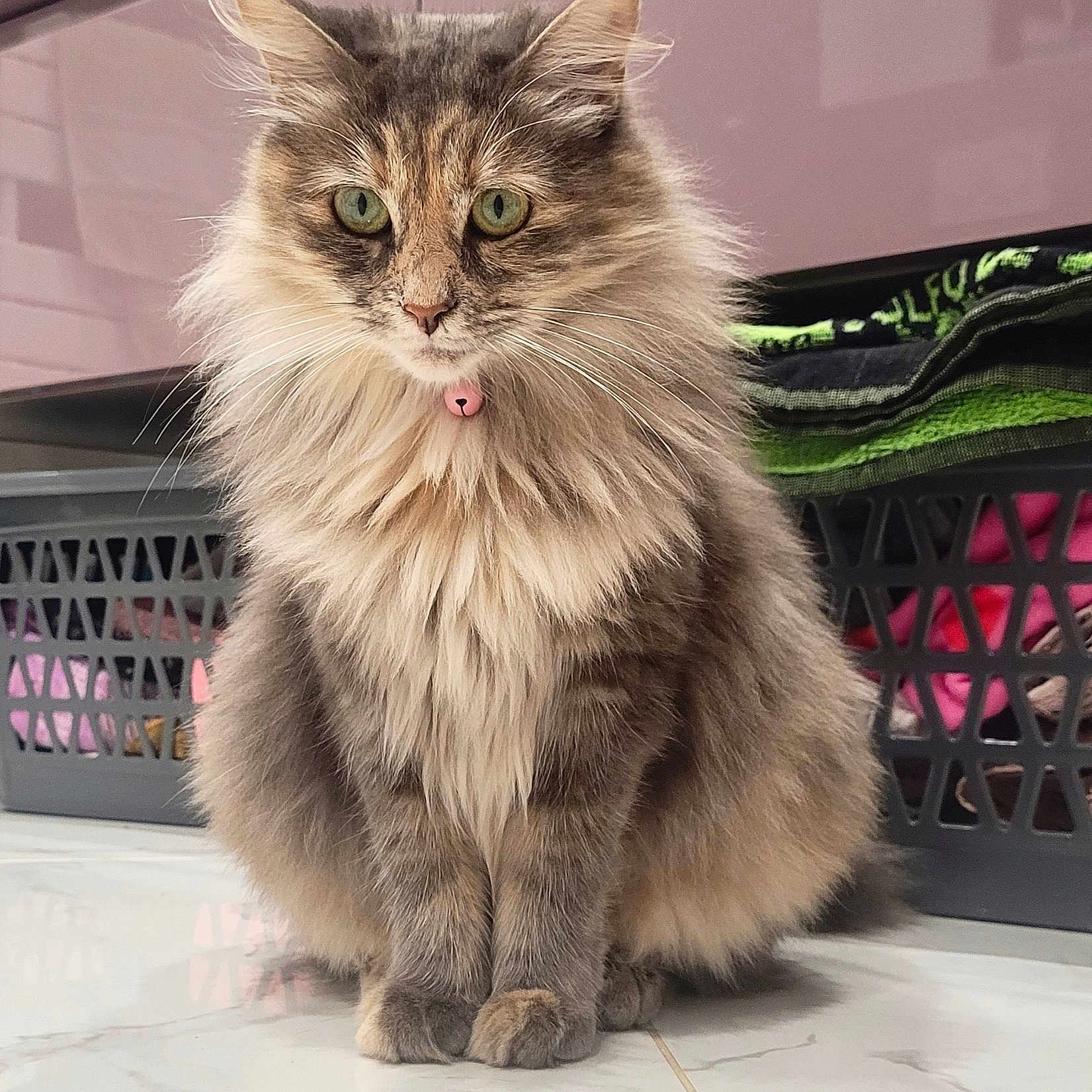 Luna joined the competition — help win amazing prizes! animal, calm, cat, clothes, collar, cute, domestic, feline, floor, fluffy, fur, green_eyes, indoor, laundry_basket, pet, pink_bell, portrait, sitting, tile, whiskers