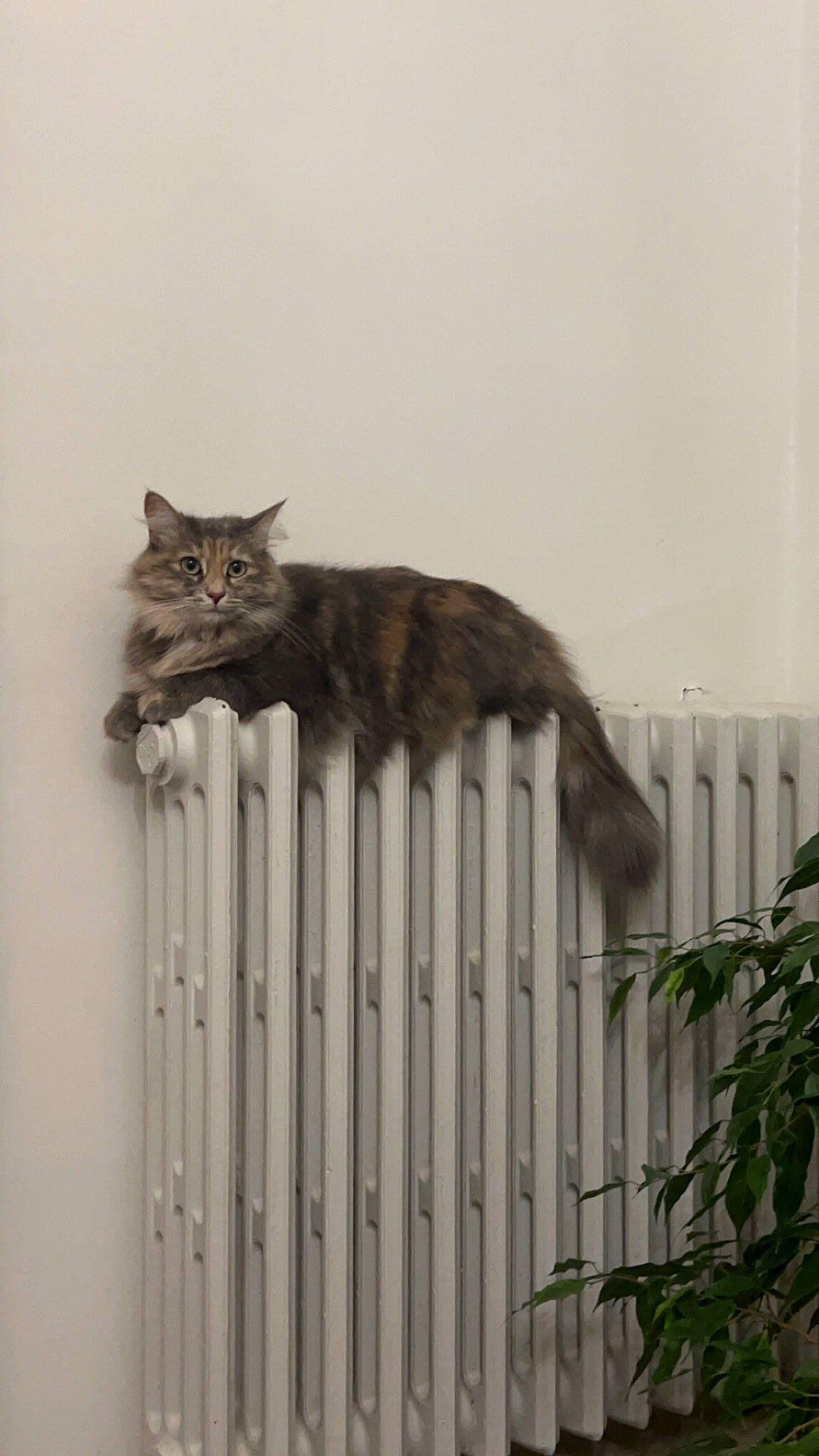 Luna participe au concours pour gagner de l'argent avec cette photo : animal_shelter, building, carnivore, cat, domestic_short_haired_cat, felidae, fence, fur, grey, home_fencing, house, maine_coon, pet_supply, plant, small_to_medium_sized_cats, tail, terrestrial_animal, tree, whiskers, wood