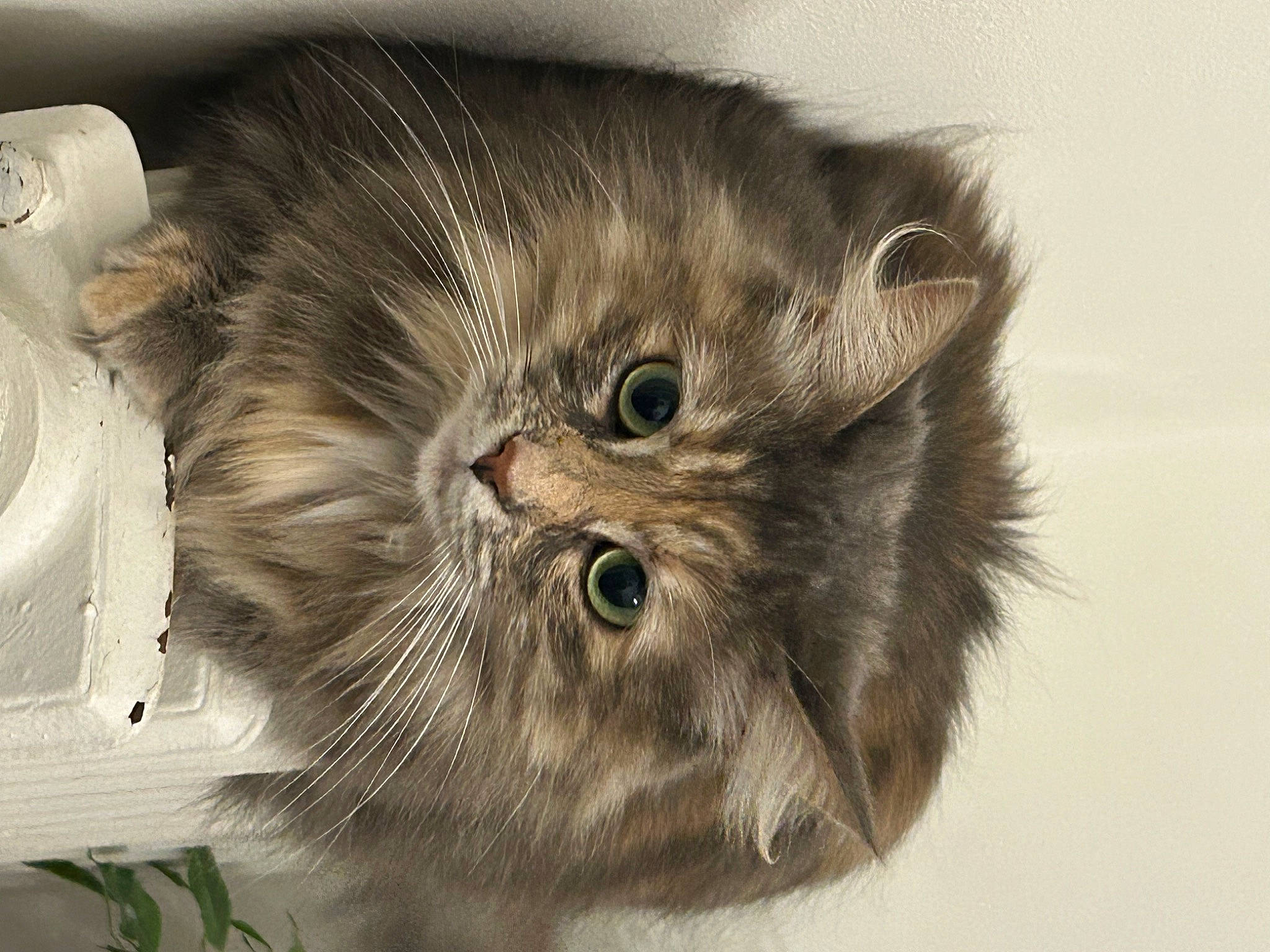 Luna a rejoint le concours — aidez-le/la à gagner de superbes lots ! british_longhair, carnivore, cat, eye, felidae, fur, grey, monochrome_photography, paw, photo_caption, plant, small_to_medium_sized_cats, snout, tail, terrestrial_animal, vegetable, whiskers