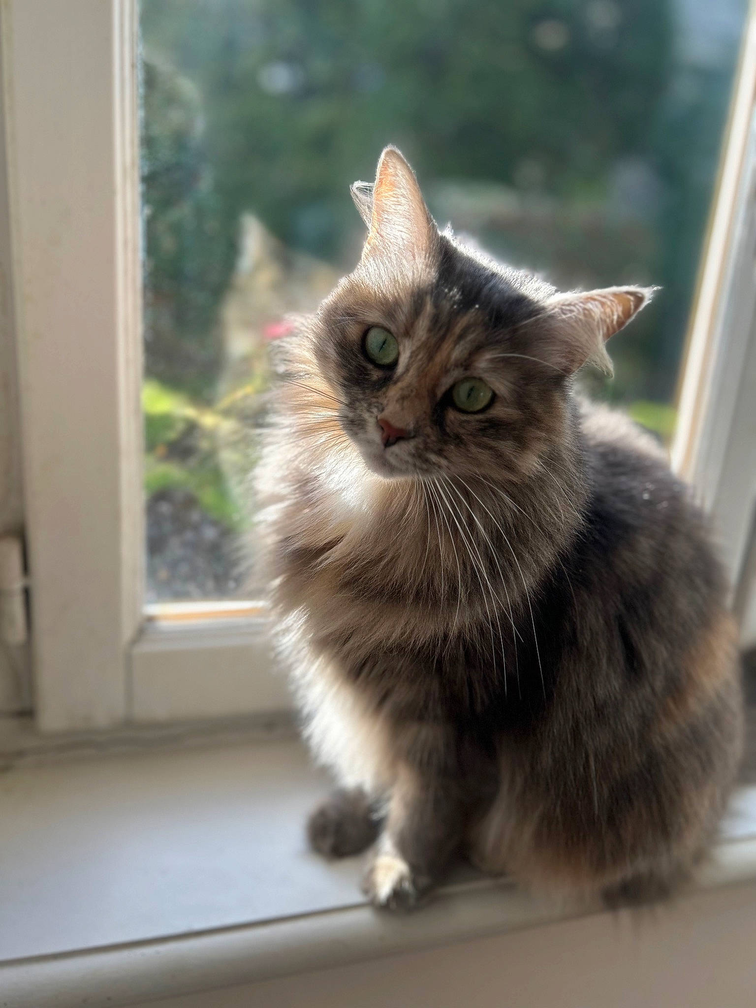 Luna a rejoint le concours — aidez-le/la à gagner de superbes lots ! british_longhair, carnivore, cat, claw, domestic_short_haired_cat, eye, fawn, felidae, fur, paw, sitting, small_to_medium_sized_cats, snout, tail, whiskers, window, wood