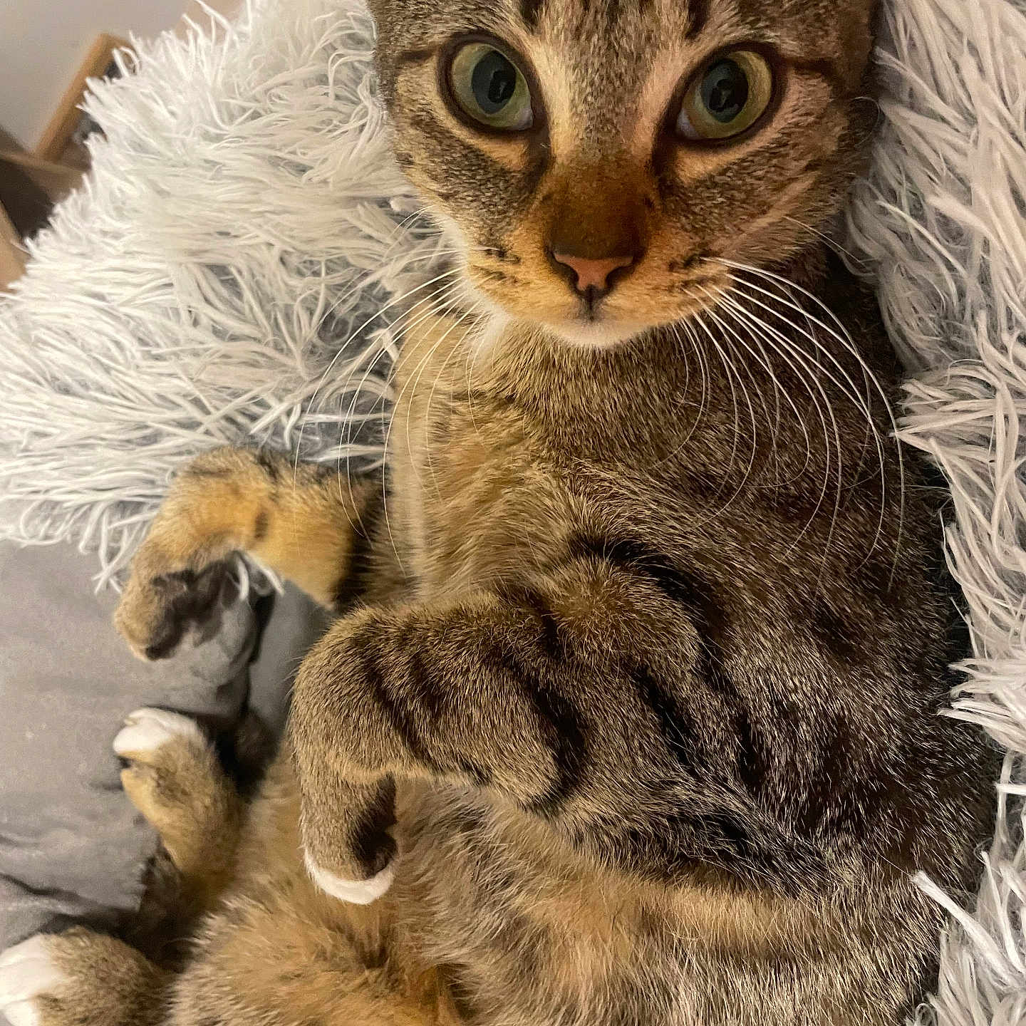 Veepee a rejoint le concours — aidez-le/la à gagner de superbes lots ! abyssinian, animal, armchair, blanket, cat, chair, couch, furniture, kitten, manx, person, pet, sleeping