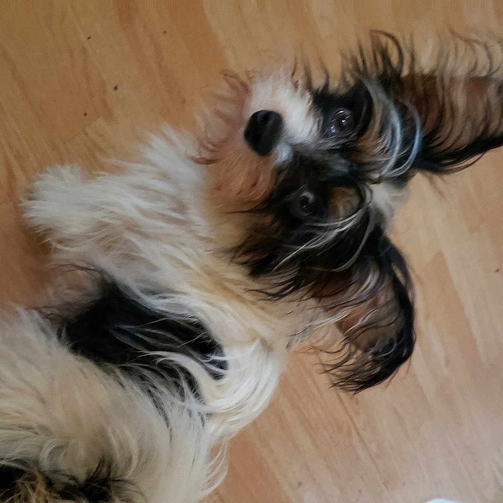 Benji