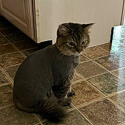 Nunu is registered to the contest to win money with this photo: cat, shaved_cat, indoor, kitchen, tile_floor, pet, feline, fur, tail, animal, curious, sitting, domestic, floor, cabinet, reflection, quiet, mammal, whiskers, ears