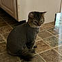 cat, shaved_cat, indoor, kitchen, tile_floor, pet, feline, fur, tail, animal, curious, sitting, domestic, floor, cabinet, reflection, quiet, mammal, whiskers, ears