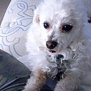 Mason joined the competition — help win amazing prizes! dog, white, curly_fur, paws, lap, indoor, blanket, pet, animal, cute, curious, closeup, resting, home, companion, furniture, collar, domestic, cozy, looking_up