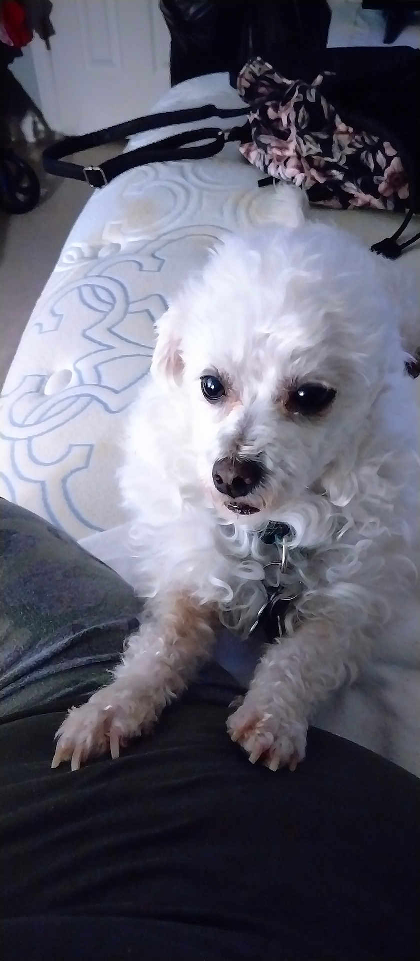 Mason joined the competition — help win amazing prizes! dog, white, curly_fur, paws, lap, indoor, blanket, pet, animal, cute, curious, closeup, resting, home, companion, furniture, collar, domestic, cozy, looking_up