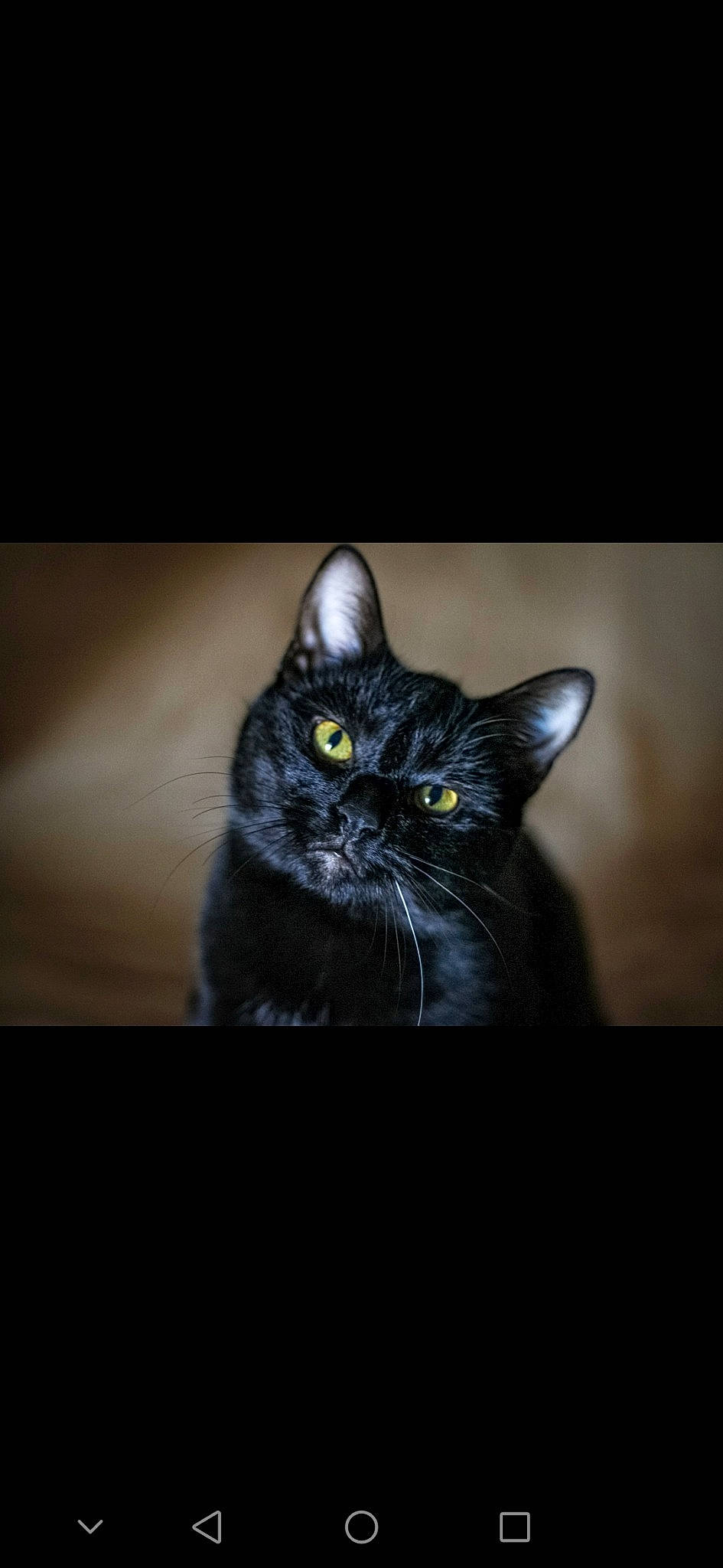 Barney participe au concours pour gagner de l'argent avec cette photo : black_cat, bombay, carnivore, cat, darkness, domestic_short_haired_cat, electric_blue, eye, felidae, fur, grey, head, iris, monochrome_photography, small_to_medium_sized_cats, snout, tail, whiskers, wildlife, window