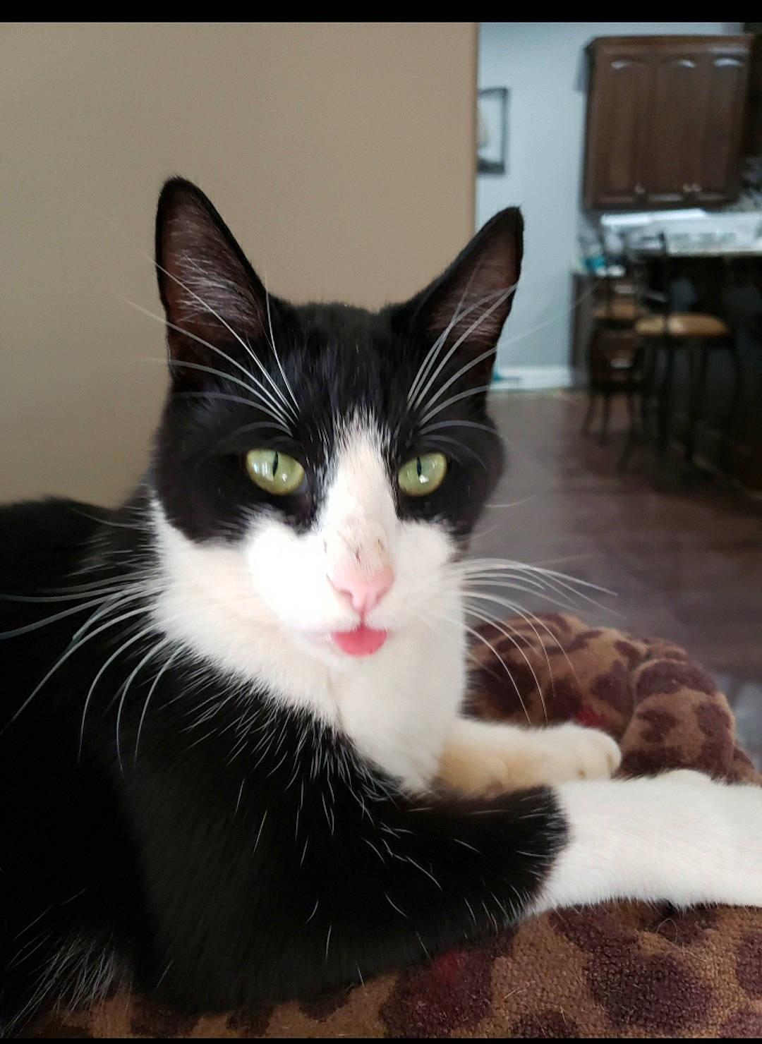 Bear joined the competition — help win amazing prizes! black_cat, carnivore, cat, chair, claw, comfort, domestic_short_haired_cat, eye, felidae, flooring, foot, fur, hardwood, head, paw, small_to_medium_sized_cats, snout, tail, whiskers, window