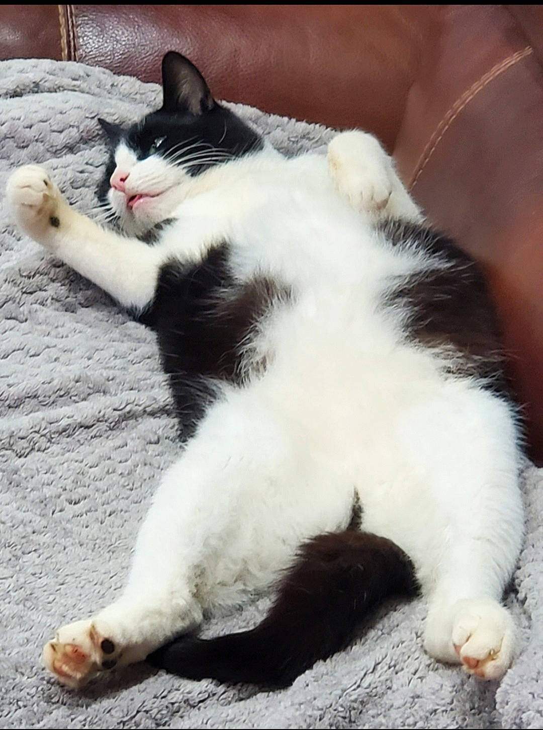 Bear joined the competition — help win amazing prizes! carnivore, cat, claw, comfort, domestic_short_haired_cat, eye, felidae, foot, formal_wear, fur, human_leg, paw, sitting, small_to_medium_sized_cats, snout, tail, terrestrial_animal, whiskers