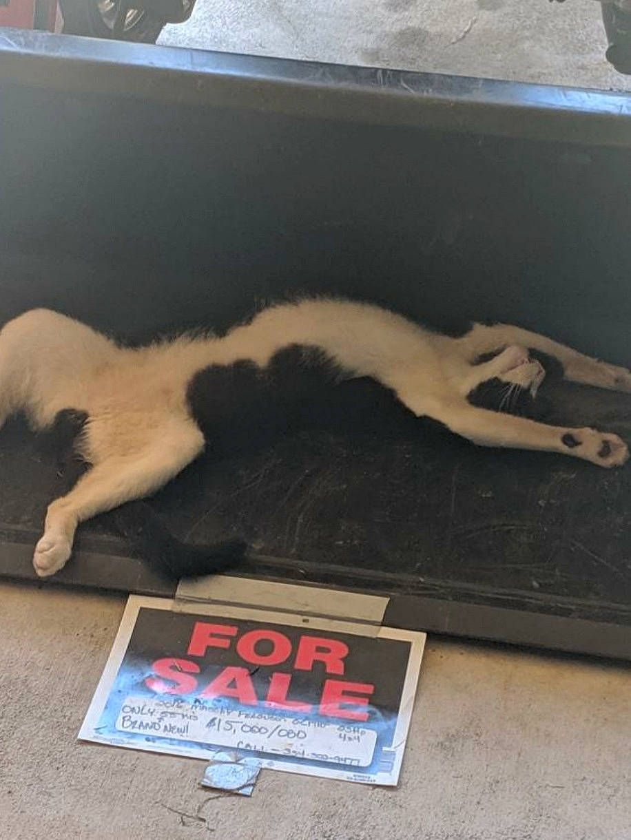 Bear joined the competition — help win amazing prizes! automotive_exterior, bumper, carnivore, comfort, companion_dog, dog_breed, fawn, felidae, flooring, font, fur, human_leg, publication, room, small_to_medium_sized_cats, sporting_group, tail, thigh, whiskers, wood