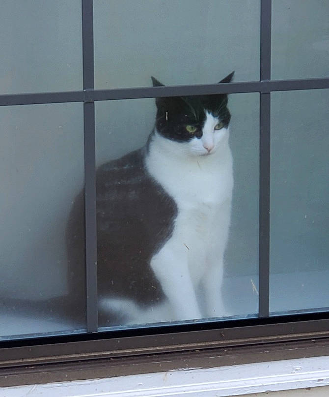 Sly joined the competition — help win amazing prizes! carnivore, cat, domestic_short_haired_cat, felidae, fixture, fur, glass, grey, line, monochrome, monochrome_photography, rectangle, room, small_to_medium_sized_cats, snout, tail, tints_and_shades, whiskers, window, wood